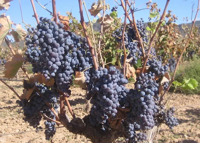 Casa De Sonrisa Torrevieja